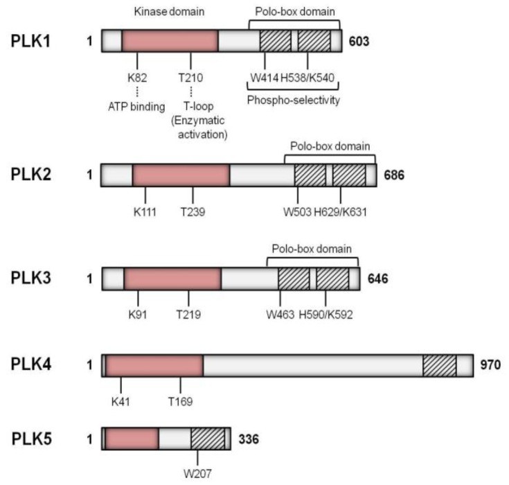 Schematic diagram of the five Plk family genes in the human. 